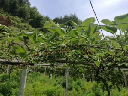 猕猴桃叶片卷曲破裂是怎么回事（猕猴桃裂开怎么回事）