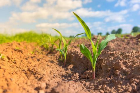 农业农村部玉米专家指导组:2021年东北地区玉米苗期田间管理技术意见