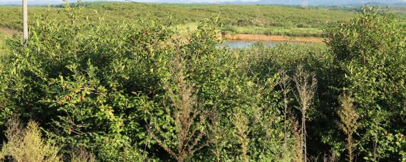 油茶种植管理技术 油茶树的种植栽培管理