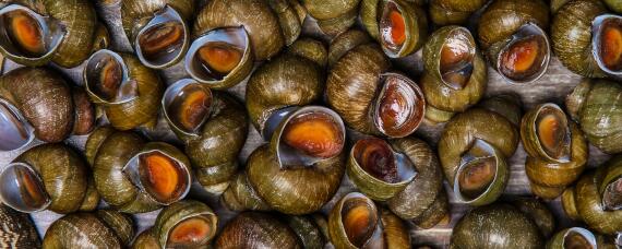 田螺吃什么东西长大的 花螺吃什么东西长大