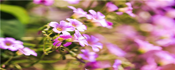 人工授粉的知识（人工授粉的知识三年级科学）