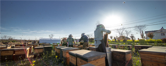 养蜜蜂的方法（蜜蜂养殖技术）