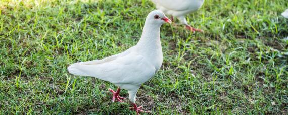 鸽子下了两个蛋不孵怎么回事 鸽子下完两个蛋不马上孵