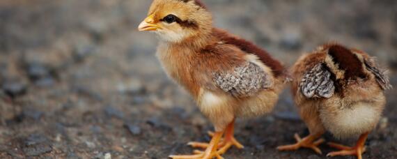 刚买回来的小鸡怎么养才不容易死（小鸡很容易养死吗）