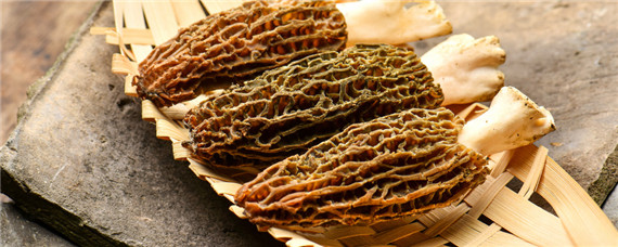 羊肚菌死菇要怎么治（羊肚菌幼菇死亡与预防）