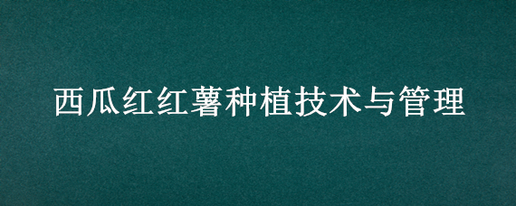 西瓜红红薯种植技术与管理（西瓜红红薯高产栽培技术）