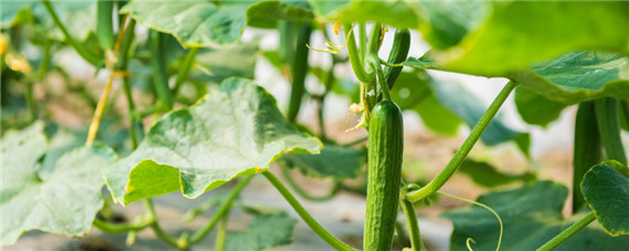 黄瓜怎么育苗（黄瓜种子怎样育苗）