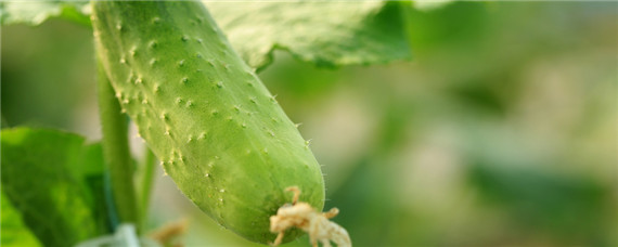 黄瓜种植温度多少合适 黄瓜种植最低温度