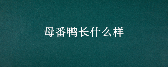 母番鸭长什么样（番鸭怎么区分鸭公鸭母）