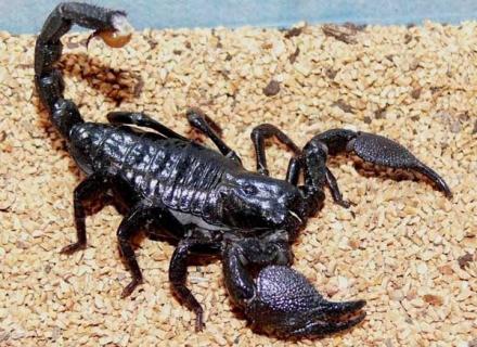 蝎子的生活习性（蝎子的生活史）