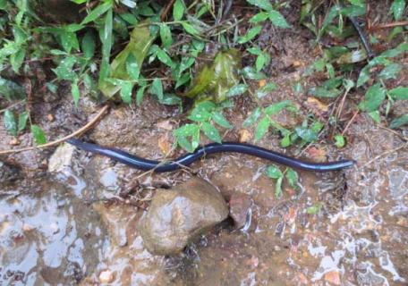 蚯蚓吃什么食物 野生蚯蚓吃什么食物