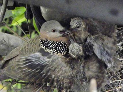 斑鸠的习性(斑鸠有什么特点是什么)