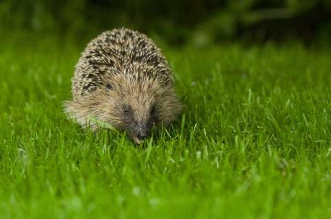 刺猬的生活习性（刺猬的生活特点）