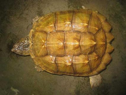 鳄鱼龟怎么养 鳄鱼龟的养殖技术