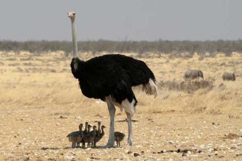 鸵鸟的高效养殖技术 关于鸵鸟养殖