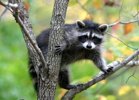 果子狸养殖技术(果子狸养殖技术/特种养殖点金术书籍)