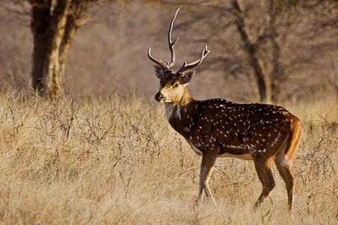 梅花鹿吃什么（梅花鹿吃什么蔬菜）