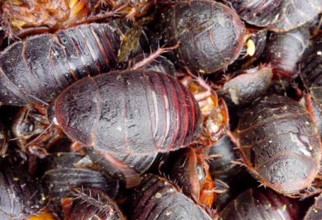 土元养殖有哪些风险 土元养殖前景如何