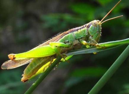 蝗虫养殖前景怎么样 养殖蝗虫赚钱吗