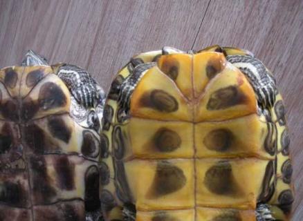 乌龟怎么分公母? 乌龟怎么分公母图解