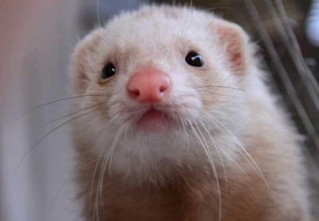 宠物貂到底好不好养(貂好养吗?)