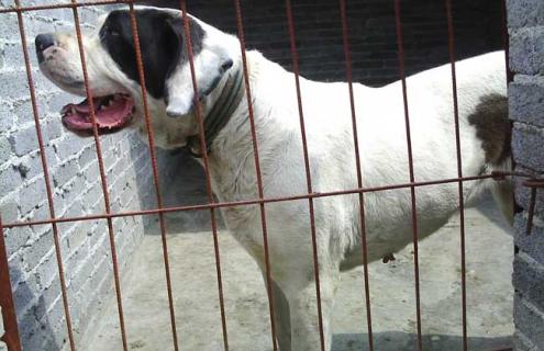 肉狗养殖技术（圈养肉狗养殖技术）