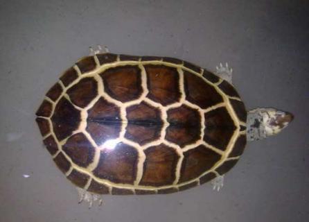 石金钱龟的养殖技术 石金钱龟养殖前景如何