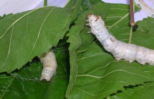 蚕的饲养管理技术（蚕的饲养环境）