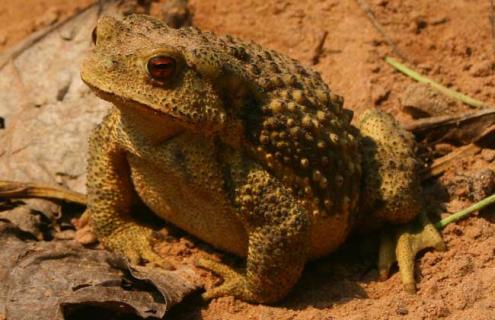 蟾蜍养殖技术(农广天地蟾蜍养殖技术)
