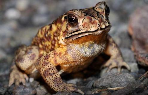 蟾蜍的养殖前景 蟾蜍养殖价值