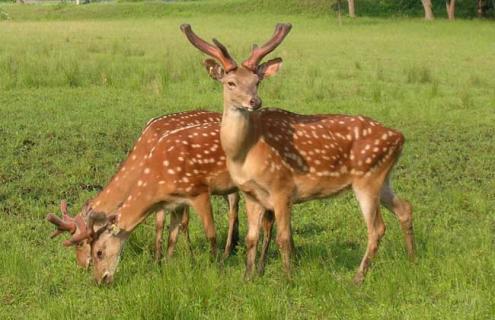 梅花鹿养殖技术 梅花鹿养殖技术培训