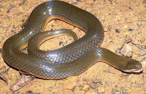 水蛇人工养殖技术 水蛇养殖方法