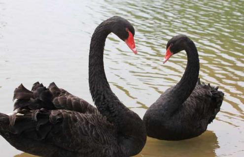 黑天鹅养殖技术 黑天鹅养殖技术详解