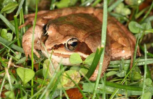 林蛙的人工养殖技术（林蛙的人工养殖技术,品质之选!）