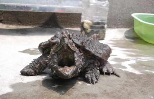 鳄鱼龟高效人工养殖技术 大鳄龟养殖技术