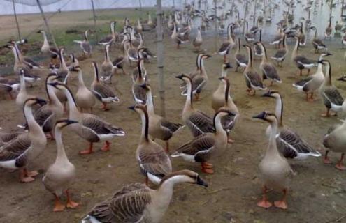 大雁高效人工养殖技术(大雁的养殖技术)