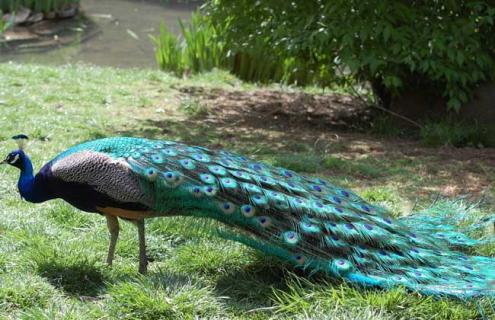 孔雀的养殖价值(孔雀的养殖技术)