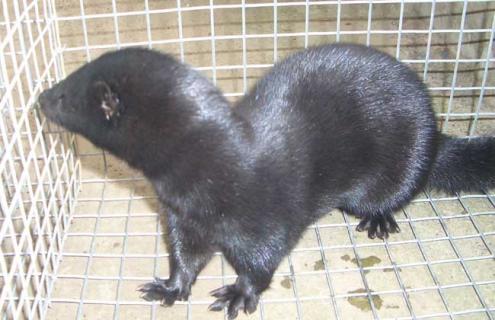 水貂的高效养殖技术（水貂养殖新技术）