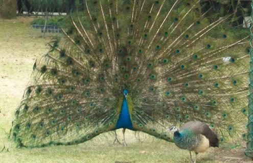 孔雀养殖怎么消毒（孔雀养殖技术及疾病防治）