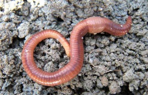 农村沼渣如何养殖蚯蚓 沼渣养蚯蚓还要发酵吗