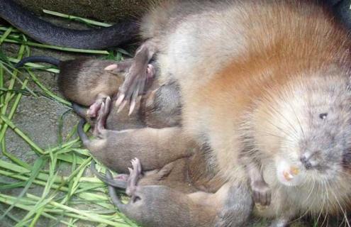 麝鼠养殖技术 人工养殖麝香鼠