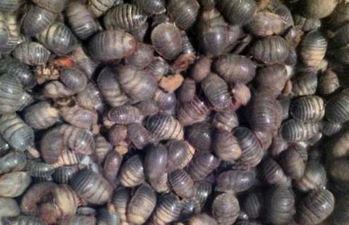 土元的生活习性（土元是怎么生的）