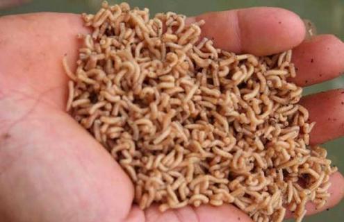 蝇蛆的养殖技术 蝇蛆的养殖技术什么工具