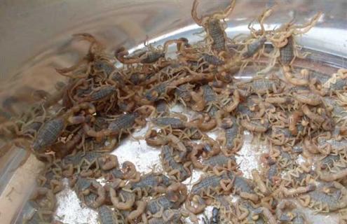 孕蝎的识别方法 怎样区分孕蝎视频