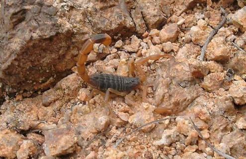 蝎子养殖过程中孕蝎的识别方法