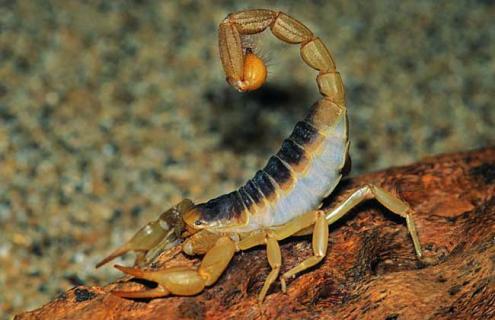 蝎子养殖的市场前景(蝎子养殖的市场前景分析)