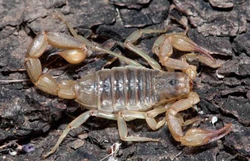 蝎子吃什么食物（蝎子吃什么食物为主）