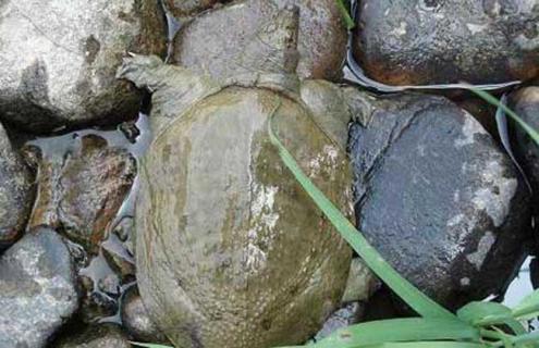 甲鱼吃什么食物 甲鱼吃什么食物为主