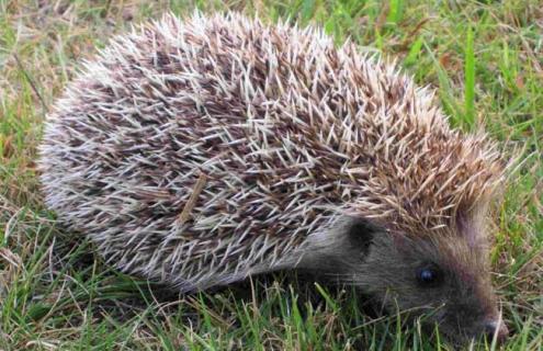 刺猬吃什么食物 刺猬吃什么食物,怎么在家里养