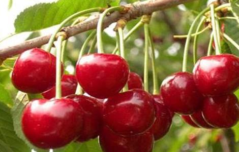 樱桃树结果少怎么办 樱桃树结果少怎么办呢